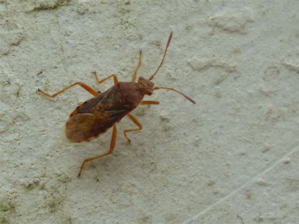 Emittero rosso - Rhopalus maculatus della Campania (BN)